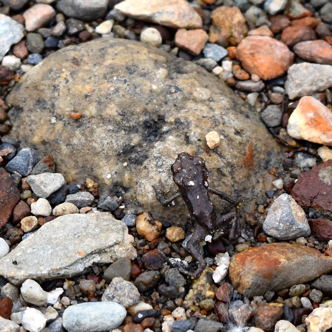 A close up of a small brown frog that is camouflaged amongst earthy toned rocks.